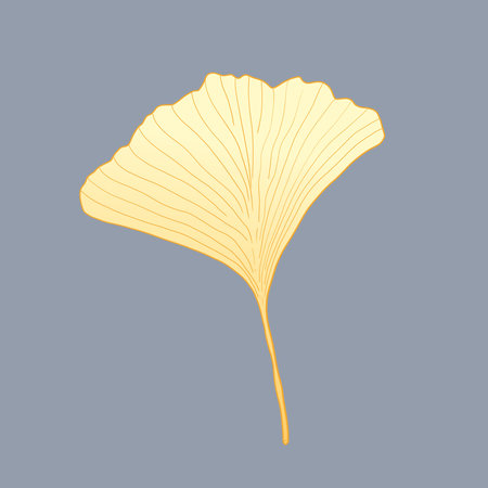 Ginkgo biloba sketch. Gingko leaf autumn color. Japanese flora.の