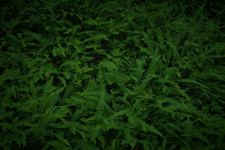 Floral background in Norway. Green plant texture. Dark fern background.