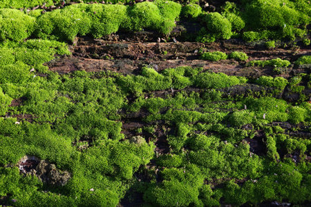Green moss cover on rotting wood. Natural background in a nature reserve in Upper Silesia, Poland.