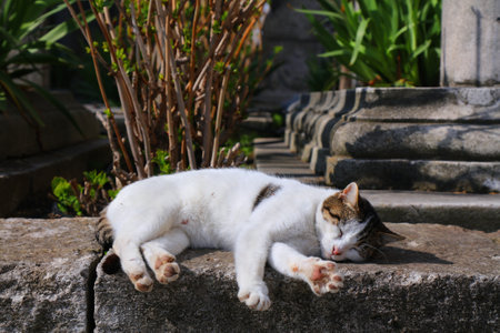 Street cat in Istanbul, Turkey. Residents of Istanbul care for the local cats.の写真素材