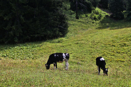 German Black Pied cattle (Deutsche schwarzbunte) cattle breed in Salzburg state of Austria. Cows on alpine pastures in Austria.の写真素材