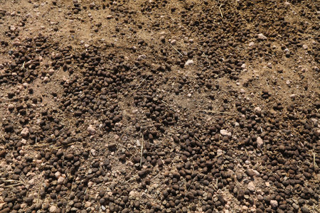 Camel droppings in a desert in Morocco. Camel excrement.