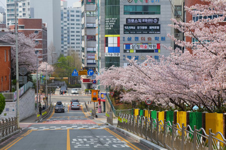 BUSAN, SOUTH KOREA - MARCH 29, 2023: Street view with cherry blossoms in a residential neighborhood Jwa-dong in Haeundae district in Busan, South Korea.のeditorial素材