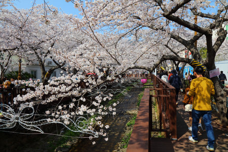 JINHAE, SOUTH KOREA - MARCH 28, 2023: People visit Jinhae Cherry Blossom Festival in Changwon. It is one of biggest spring festivals in South Korea.のeditorial素材