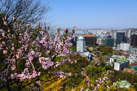 Seoul cityscape and peach blossoms. City view with Jung-gu district.の写真素材