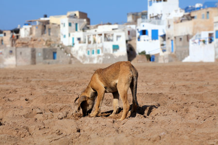 Stray dog scavenging pieces of food from the beach in Tifnit fishing village in Sous-Massa region of Morocco. Atlantic coast.の写真素材