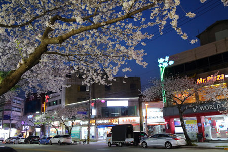 JINHAE, SOUTH KOREA - MARCH 28, 2023: Town street in Jinhae in Changwon. Jinhae Cherry Blossom Festival is one of biggest spring festivals in South Korea.のeditorial素材