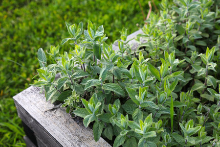 Spearmint plant experimental cultivation in public botanical garden. Silesian Botanical Garden in Mikolow, Poland.の写真素材