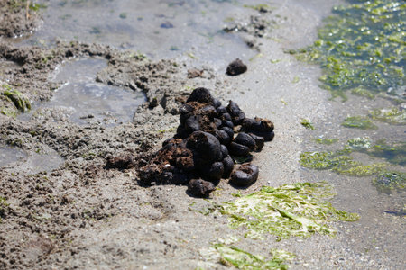 Horse droppings - animal feces in the sand of San Teodoro lagoon in Sardinia, Italy.