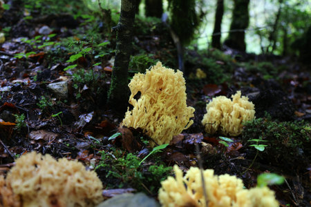 Coral mushroom (Ramaria aurea). Mushroom season in Spain. Autumn in Ordesa y Monte Perdido National...