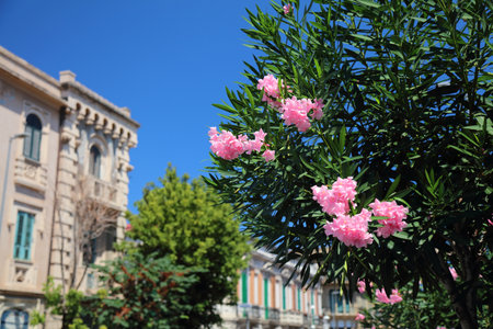 Messina city in Sicily, Italy. Street view with pink oleander flowers.