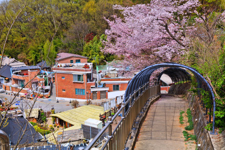 Jeonju Hanok Village townscape in South Korea. Neighborhood of traditional Korean wooden architecture with spring time cherry blossoms.の写真素材