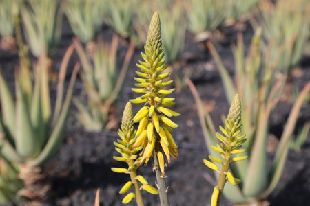 Aloe vera evergreen succulent medicinal plant farm. Aloe vera plantation in Fuerteventura, Canary Islands.の写真素材
