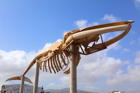 Fin whale skeleton of display in Caleta de Fuste in Fuerteventura island of Canary Islands, Spain.の写真素材