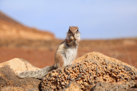 Barbary ground squirrel (Atlantoxerus getulus) in Fuerteventura island of Canary Islands, Spain.の写真素材