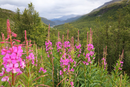 Norway nature - Jotunheimen mountains summer landscape. Leirdalen valley and fireweed flowers.の写真素材