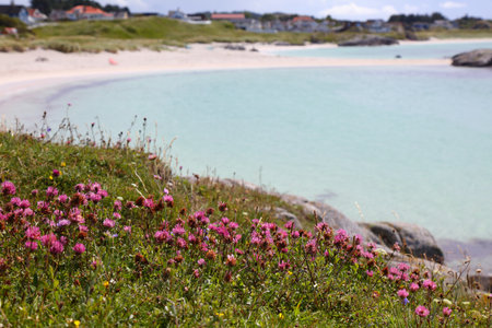 Norway beach in summer. Akrasanden beach near Akrehamn. Karmoy island. Pink clover flowers.の写真素材