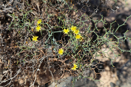 Fuerteventura island nature. Canary Islands plant species: Launaea arborescens flowering bush.