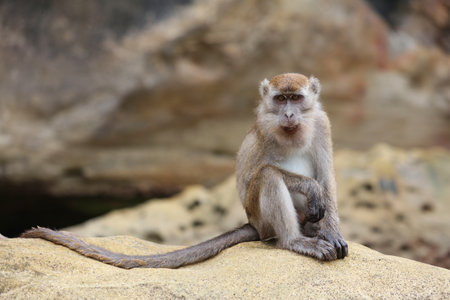 Crab-eating macaque monkey in Bako National Park in Borneo, Malaysia.
