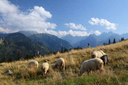 Tatra mountains in Poland. Traditional shepherding of sheep in Rusinowa Polana. September sunny day.の写真素材