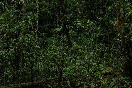Dark rainforest background in Kinabalu Park, Malaysia. Sabah region of Borneo.の写真素材