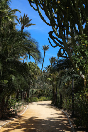 El Palmeral public park with palm trees. Alicante city in Valencian Community (Comunidad...