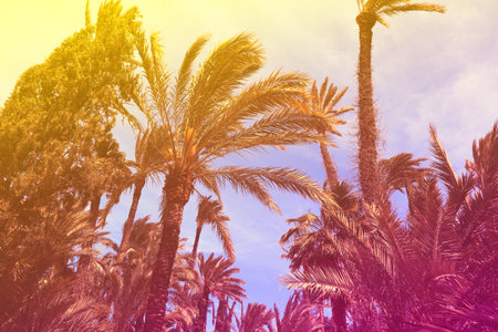 Palm tree background - summer vibes vintage color tone photo. Exotic backdrop.
