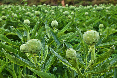 Agriculture in Alicante Province, Spain. Field of artichokes.の写真素材