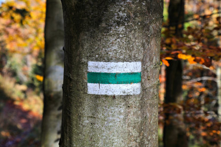 Hiking trail marker in Beskid Zywiecki in Poland. Trail sign painted on tree.の写真素材