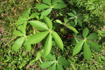 Cassava (manioc) cultivated plant on a small private farm in Sabah, Malaysia.