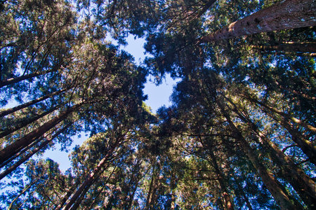 Alishan National Scenic Area in Taiwan - beautiful cypress and cedar trees forest.の写真素材
