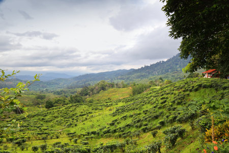 Sabah tea plantation in Malaysia. Sabah region of Borneo.の写真素材