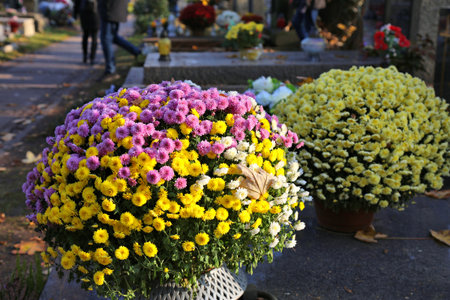 Chrysanthemum flowers on a grave in Rakowicki Cemetery in Krakow. The historic Rakowice necropolis is a cultural heritage monument.の写真素材