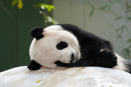 Giant panda bear sleeping on ice slab in Chimelong Safari Park in Guangzhou, China.の写真素材