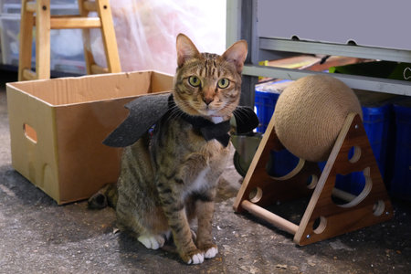 Tabby shop cat with white socks in a shop in Fa Yuen Street Market in Kowloon, Hong Kong.