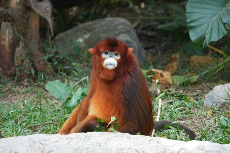 Rare Golden Snub Nosed Monkey (Rhinopithecus roxellana) in Chimelong Safari Park in Guangzhou,...