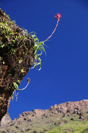 Bromeliad plants in Guadeloupe - Pitcairnia bifrons species. La Soufriere volcano in background.の写真素材