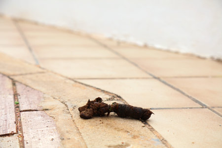 Dog feces left on city street pavement in Spain. Abandoned dog excrement. Pet owner hygiene problem.
