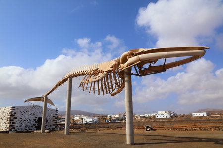 Fin whale skeleton of display in Caleta de Fuste in Fuerteventura island of Canary Islands, Spain.の写真素材