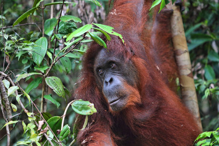 Orangutan ape in Borneo, Malaysia. Semi-wild senior female orangutan in Semenggoh Wildlife Centre...