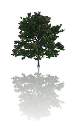 Trees iSolated Collectionの写真素材