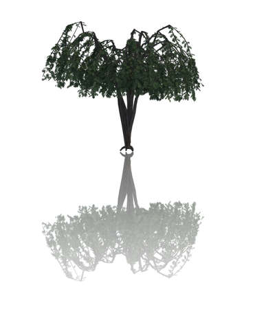 Trees iSolated Collectionの写真素材