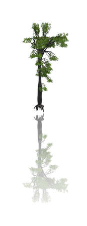 Trees iSolated Collectionの写真素材