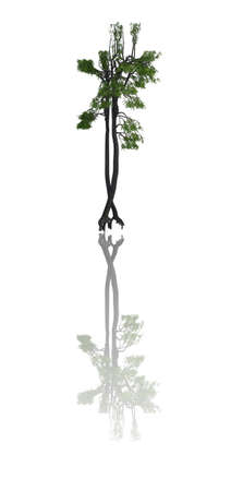 Trees iSolated Collectionの写真素材