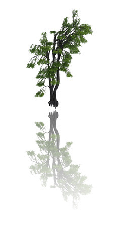 Trees iSolated Collectionの写真素材