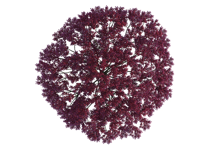 plant iSolated Collectionの写真素材