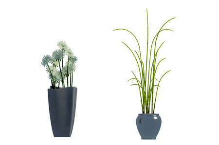 plant iSolated Collectionの写真素材