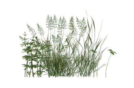 plant iSolated Collectionの写真素材
