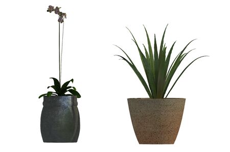 plant iSolated Collectionの写真素材