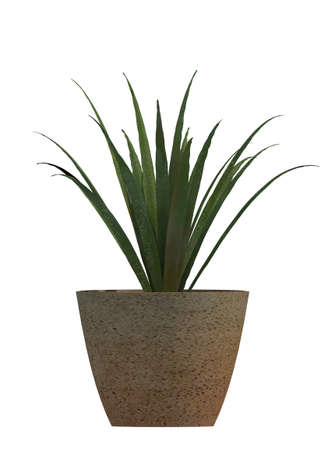 plant iSolated Collectionの写真素材